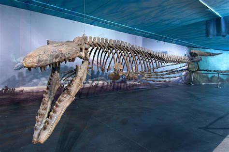 where are mosasaur fossils found.